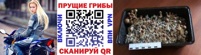 где можно купить   Сегежа  Галлюциногенные грибы ЛСД 